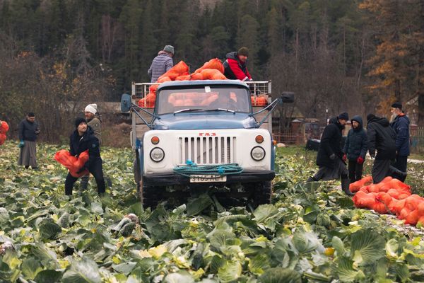 В Валаамском монастыре завершился последний этап полевых работ по сбору урожая